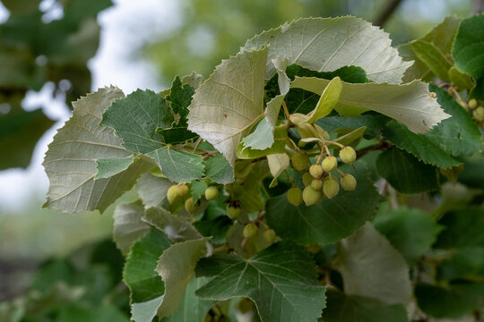 Tilia tomentosa 'Brabant' Blttunterseite und Frucht