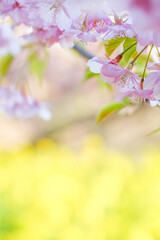 桜と菜の花