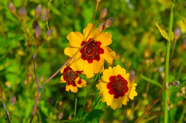 gelb rote Kornblume - Insektenschutzwiese
