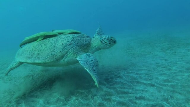 Slow motion, Great Green Sea Turtle (Chelonia mydas) with two Remora fish (Echeneis naucrates) on shell slowly swimming over sandy botton. Camera moving forwards. Red Sea, Egypt