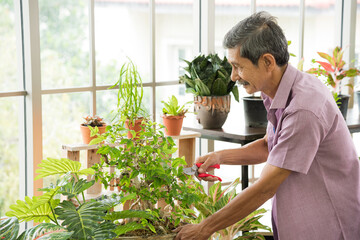 Senior asian retirement old man in casual outfit doing a hobby with happy and relax gardening and cutting tree plant in greenhouse garden farm