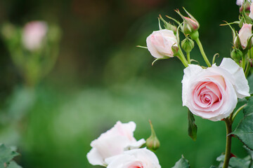 ピンクのバラ