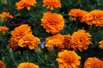 Beautiful bright summer flowers. The flowers are orange color. Summer blooming marigolds