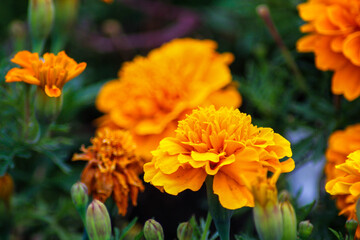 Beautiful bright summer flowers. The flowers are orange color. Summer blooming marigolds