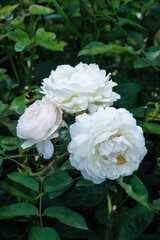 Bright inflorescences of Bush roses. Bush roses of different shades of scarlet. Garden roses. Lush inflorescences of beautiful flowers