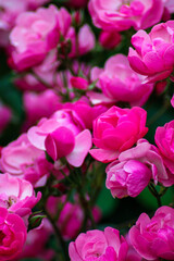 Fototapeta premium Bright inflorescences of Bush roses. Bush roses of different shades of scarlet. Garden roses. Lush inflorescences of beautiful flowers
