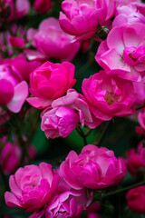 Fototapeta premium Bright inflorescences of Bush roses. Bush roses of different shades of scarlet. Garden roses. Lush inflorescences of beautiful flowers