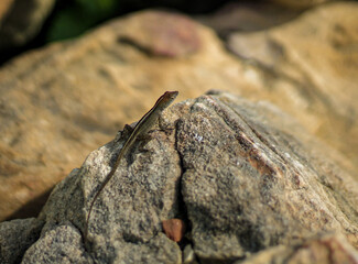 A small lizard perched upon a Rock in Spring, TX.