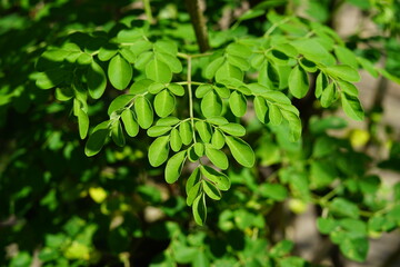 Moringa oleifera tree - Bali (Drumstick tree)