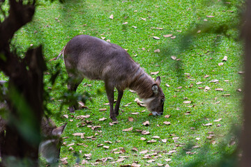 Cervo no meio do pasto verde