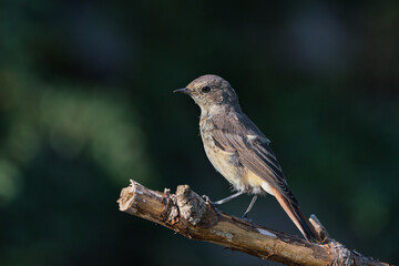 Side view of juvenile common redstart bird perched on a dry broken branch with dark background
