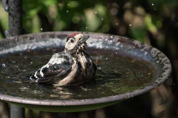 Juvenile great spottet woodpecker bathing in a round birdbath with water spray in the air