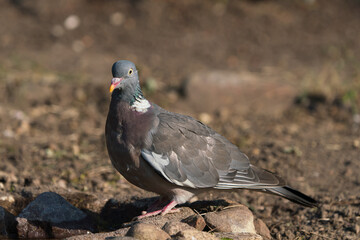 Naklejka premium Wood pigeon facing left at the edge of some water with brown dirt background