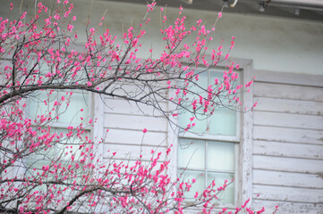 白い木の壁と桃色の花