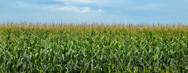 Corn field