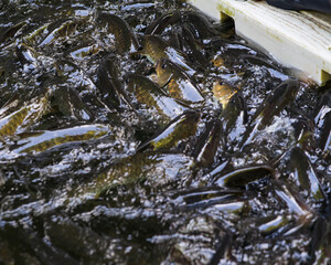 Kelah Fish at Kenyir Lake Kelah Sanctuary near Hulu Terengganu, Malaysia.