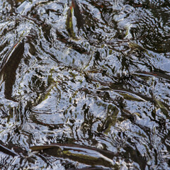Kelah Fish at Kenyir Lake Kelah Sanctuary near Hulu Terengganu, Malaysia.