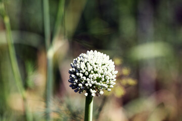 Delicate white onion flower, home garden with vegetables, onion flowering