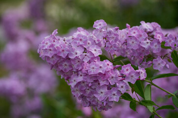 on a vast green field grow fragrant summer red flowers