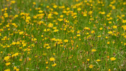 on a vast green field grow fragrant summer yellow flowers