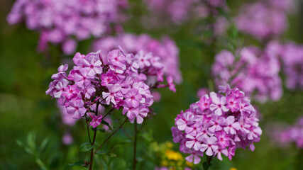 Obraz premium on a vast green field grow fragrant summer red flowers