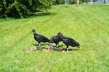 Black Vultures Feasting In Texas