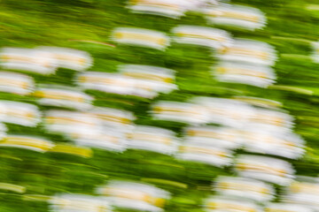Close up. Blurred motion  flowerbeds, abstract background image. White, yellow and  green  flowers...