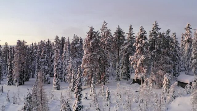 Aerial view from drone of frozen snowy pines of high trees in Lapland national park environment, bird’s eye view of famous natural landmark in Riisitunturi on winter season
