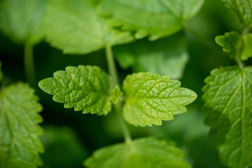 Fresh green mint leaves growing in organic garden
