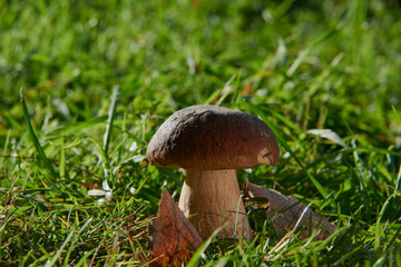 Mushrooms cut in the woods. Mushroom boletus edilus. Popular white Boletus mushrooms in forest.