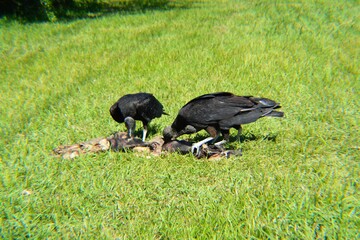 Black Vultures Feasting In Texas