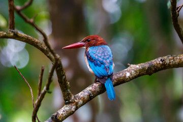 Kingfisher Sitting on the tree.