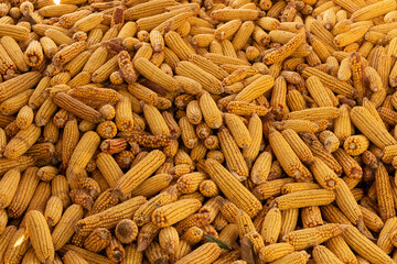 A lot of dried corn texture, animals - birds food