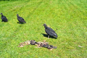 Obraz premium Black Vultures Feasting In Texas