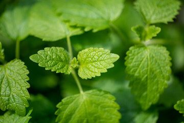 Fresh green mint leaves growing in organic garden