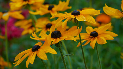 on a vast green field grow fragrant summer yellow flowers