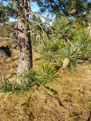 Close-up of a pine branch with green needles and brown cones.