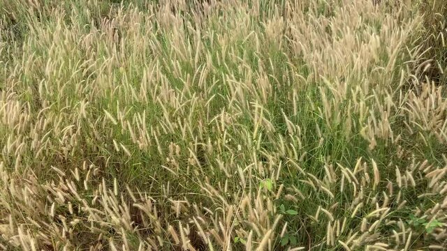 Desho grass flowers field with the wind above