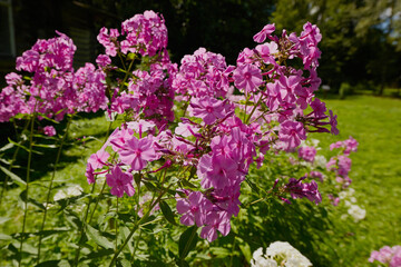 Obraz premium on a vast green field grow fragrant summer red flowers
