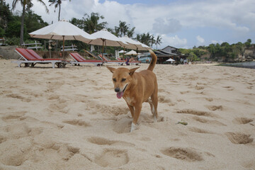 Dog running on the sandy beach	