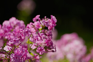 Obraz premium on a vast green field grow fragrant summer red flowers