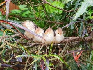 little birds perched on branch