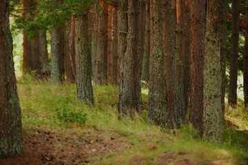 A winding path to travel through the dense wild forest on a sunny summer day