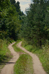 A winding path to travel through the dense wild forest on a sunny summer day