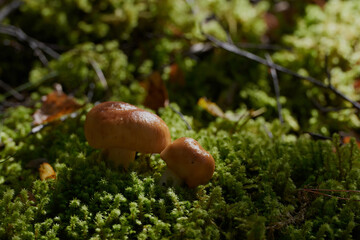 Mushrooms cut in the woods. Mushroom boletus edilus. Popular white Boletus mushrooms in forest.