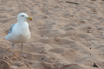 Seagull on the beach