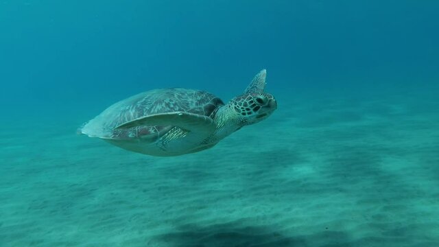 Slow motion, Sea Turtle slowly swim above sandy bottom. Follow shot, Diagonal moving. Green Sea Turtle (Chelonia mydas), Red Sea, Egypt
