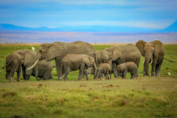 Naklejka na ściany i meble Elephant Herd - Amboseli National Park, Kenya