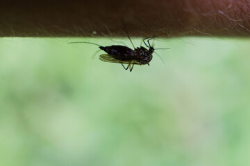 A mosquito sucks blood on a person's skin, macro photography. close up