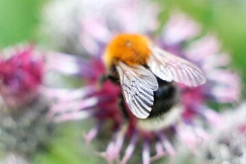a bumblebee collects nectar on a yellow flower. A hard-working bumblebee works, pollinates flowers